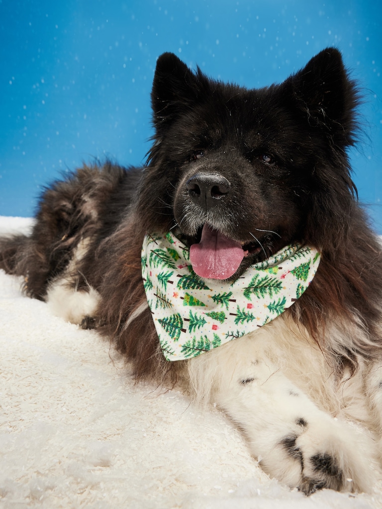 Printed Bandana for Pets